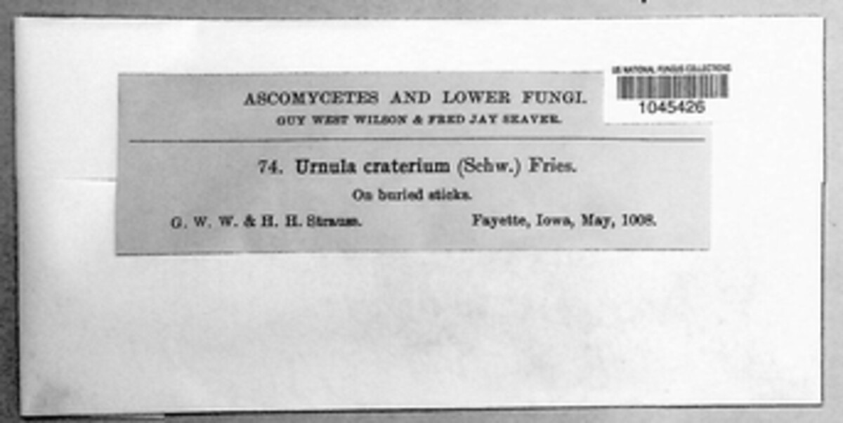 Urnula craterium image